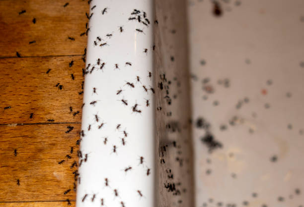 Best Wildlife Control Services  in North Druid Hills, GA